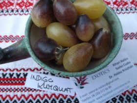 Indigo Kumquat paradicsom - Paradicsom különlegességek az Egzotikus Növények Stúdiója kínálatából